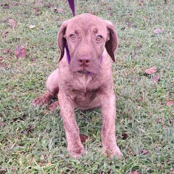 Rusty -  Bulldog and Hound Dog for Adoption in Valdosta, Georgia - Rusty | PetCurious