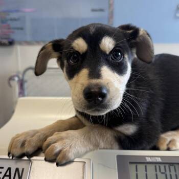 108735 -  Mixed Breed Dog for Adoption in Las Cruces, New Mexico - 108735 | PetCurious