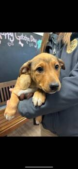 Hound and German Shepherd Dog Dogs Available for Adoption - Zeas | PetCurious