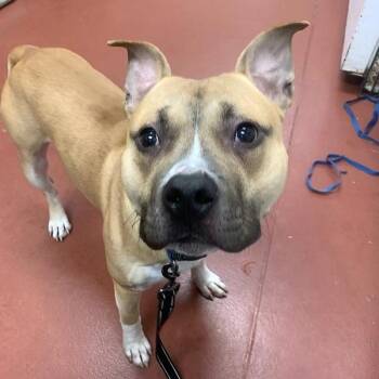 Pit Bull Terrier Dogs Available for Adoption in Salisbury, Maryland - Truffle | PetCurious