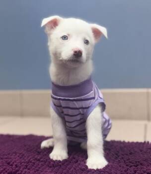 Winter -  Australian Shepherd Dog Available for Adoption in Manhattan, Kansas - Winter | PetCurious