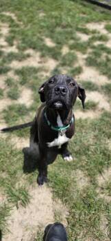 Tarantula -  Pit Bull Terrier Dog for Adoption in Shepherdsville, Kentucky - Tarantula | PetCurious