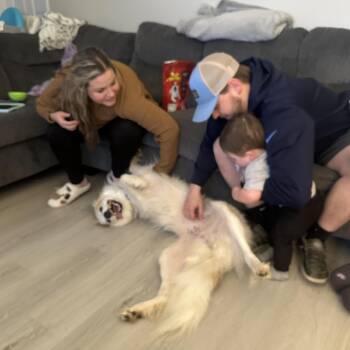 Rescue Great Pyrenees and Borzoi Dogs for Adoption in Bristol, Tennessee - Minka | PetCurious