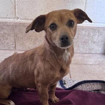 Rescue Chihuahua Dogs for Adoption in Kanab, Utah - Pegan | PetCurious