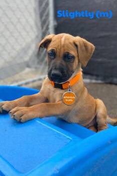 Boerboel and German Shepherd Dog Dogs Available for Adoption - Slightly | PetCurious