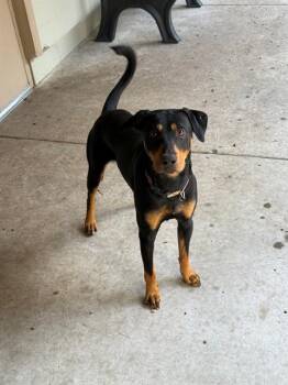 ROGER -  Doberman Pinscher and Australian Kelpie Dog for Adoption in South Lake Tahoe, California - ROGER | PetCurious