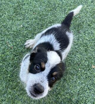 Sir Loin -  Border Collie and Labrador Retriever Dog for Adoption in San Diego, California - Sir Loin | PetCurious