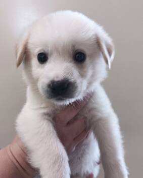 Rescue Husky and Mixed Breed Dogs for Adoption in Morton Grove, Illinois - Marshmallow | PetCurious