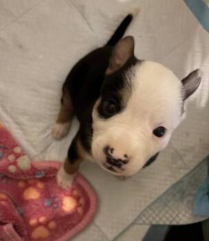 Pit Bull Terrier and Australian Shepherd Dogs Available for Adoption - Aurora | PetCurious