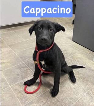 Cappacono - Not at shelter -  Shepherd and Golden Retriever Dog for Adoption in Rustburg, Virginia - Cappacono - Not At Shelter | PetCurious