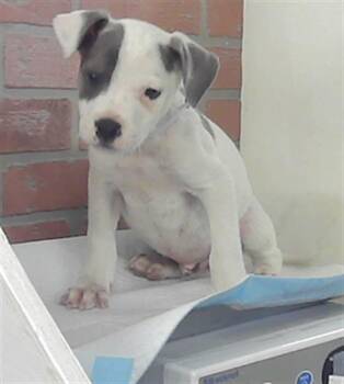 Labrador Retriever and Mixed Breed Dogs Available for Adoption - DERRICK | PetCurious