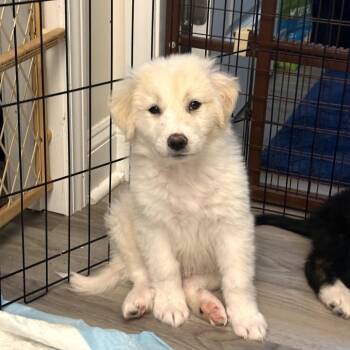 Great Pyrenees and Australian Shepherd Dogs Available for Adoption in Myrtle Beach, South Carolina - Jacoby | PetCurious