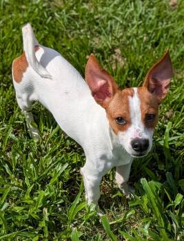 Cornelius -  Chiweenie and Jack Russell Terrier Dog for Adoption in Baton Rouge, Louisiana - Cornelius | PetCurious