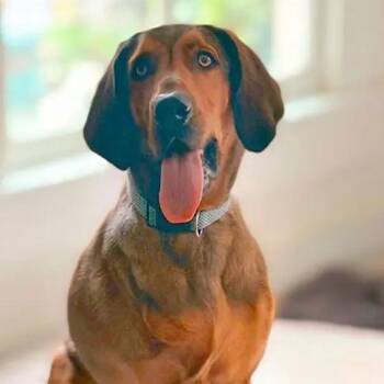 Quigley (AL) -  Bloodhound Dog for Adoption - Quigley (AL) | PetCurious