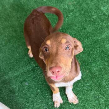 Reba -  Labrador Retriever and Pointer Dog for Adoption in Homewood, Illinois - Reba | PetCurious