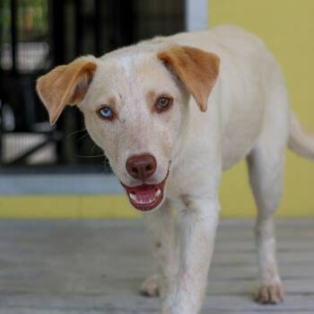 Retriever and Australian Cattle Dog Blue Heeler Dogs Available for Adoption in Bradenton, Florida - Cameron | PetCurious
