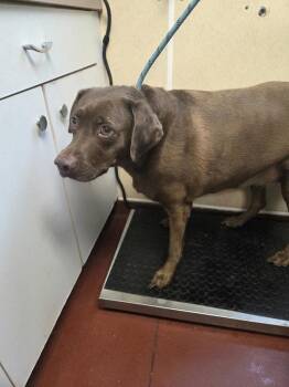 Gracie -  Labrador Retriever Dog for Adoption in Salisbury, Maryland - Gracie | PetCurious
