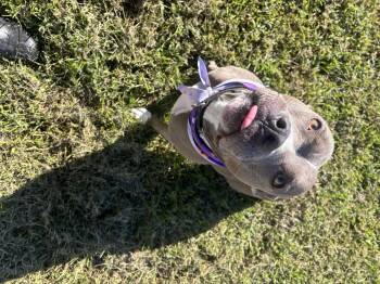 GOJI -  American Staffordshire Terrier Dog for Adoption in Stafford, Virginia - GOJI | PetCurious