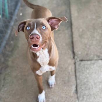 Sprinkle -  Pointer and Husky Dog for Adoption in Brownsboro, Alabama - Sprinkle | PetCurious