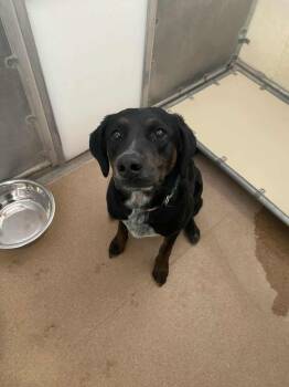 Labrador Retriever and Siberian Husky Dogs Available for Adoption - Oak | PetCurious