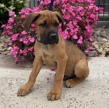 Cane Corso and Mastiff Dogs Available for Adoption in Lathrop, California - Blu | PetCurious