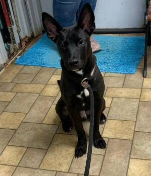Rescue Belgian Shepherd Malinois and American Staffordshire Terrier Dogs for Adoption in Benld, Illinois - Luca | PetCurious