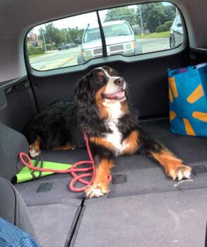 Winnie -  Bernese Mountain Dog Dog for Adoption in Wheaton, Illinois - Winnie | PetCurious