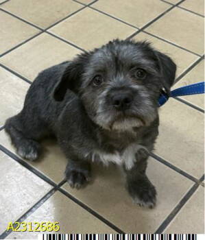 Rescue Terrier Dogs for Adoption in West Palm Beach, Florida - Bella | PetCurious