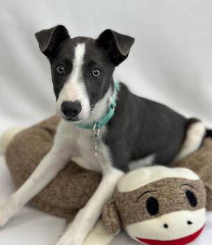 Whippet and Australian Cattle Dog Blue Heeler Dogs Available for Adoption in Palo Alto, California - Treasure | PetCurious