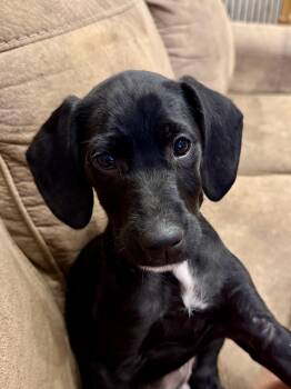 Mixed Breed Dogs Available for Adoption in Fruit Heights, Utah - Celeste | PetCurious