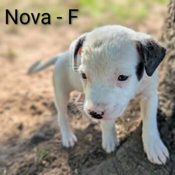 Nova -  Pit Bull Terrier and Mixed Breed Dog for Adoption in Griswold, Connecticut - Nova | PetCurious