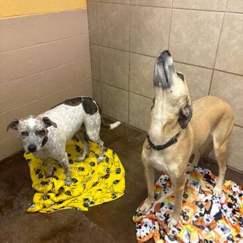Reba and Tiny -  Cattle Dog and Mixed Breed Dog for Adoption in Springfield, Missouri - Reba And Tiny | PetCurious