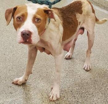 Augusta -  Pit Bull Terrier and Mixed Breed Dog for Adoption in Kansas City, Missouri - Augusta | PetCurious