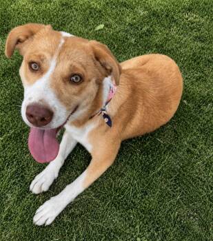 Shepherd Dogs Available for Adoption in Floresville, Texas - Hope | PetCurious