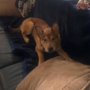 Shepherd Dogs Available for Adoption - CT Bruce | PetCurious