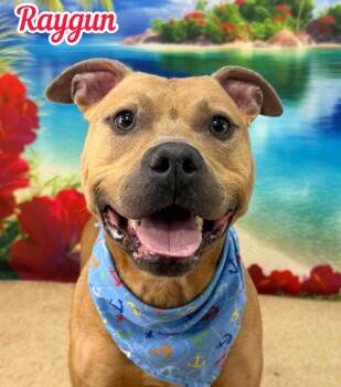 Raygun -  Mixed Breed Dog for Adoption in Flint, Michigan - Raygun | PetCurious