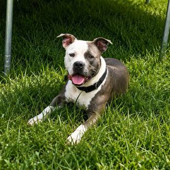 Polo -  American Bulldog and Pit Bull Terrier Dog for Adoption in Abbotsford, British Columbia - Polo | PetCurious