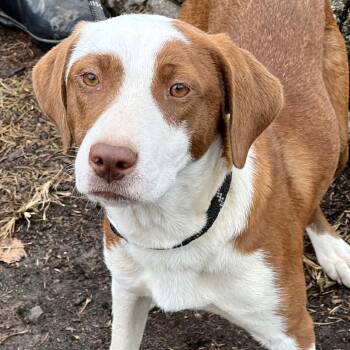 Rescue Mixed Breed Dogs for Adoption in Huntington, West Virginia - Amarantha Stray Hold 11/25 | PetCurious