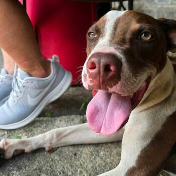 Roy Al Knight -  Labrador Retriever and Pit Bull Terrier Dog for Adoption in Wadena, Minnesota - Roy Al Knight | PetCurious