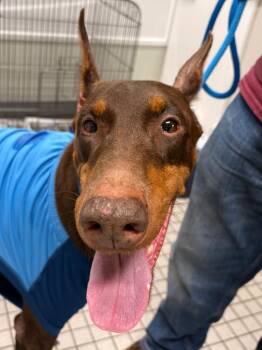 Venus -  Doberman Pinscher Dog for Adoption in Fall River, Massachusetts - Venus | PetCurious