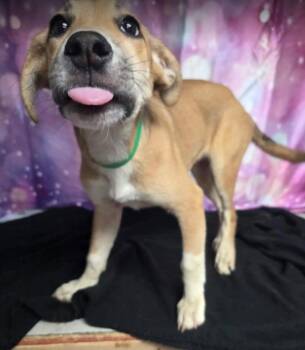 Mystique -  Cattle Dog and Labrador Retriever Dog for Adoption in Sedalia, Colorado - Mystique | PetCurious
