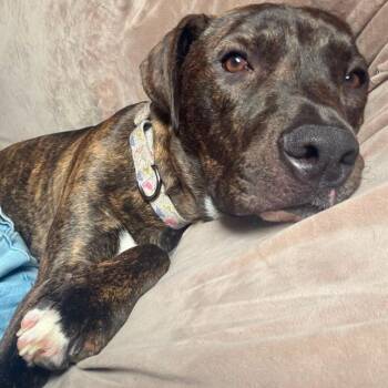 Snoop Dawggyy -  American Staffordshire Terrier Dog for Adoption in Houston, Texas - Snoop Dawggyy | PetCurious