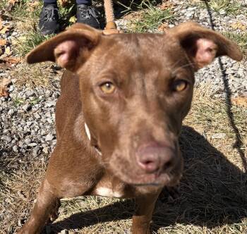 Sage -  Mixed Breed Dog for Adoption in Mckeesport, Pennsylvania - Sage | PetCurious