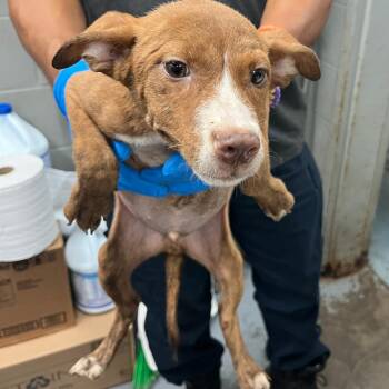 Doc -  Mixed Breed Dog for Adoption in Tampa, Florida - Doc | PetCurious