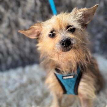 Rescue Yorkshire Terrier Dogs for Adoption in San Diego, California - Mila | PetCurious