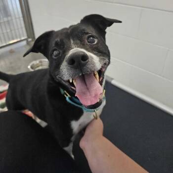 Pluto *Foster to Adopt Me! -  Terrier and Mixed Breed Dog for Adoption in Dover, New Hampshire - Pluto *Foster To Adopt Me! | PetCurious