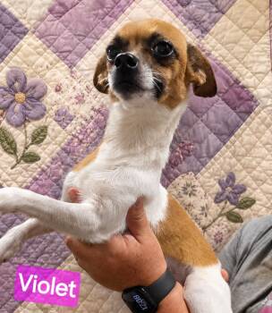 Violet -  Chihuahua Dog for Adoption in Wheelersburg, Ohio - Violet | PetCurious