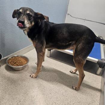 Anna -  Shepherd and Mixed Breed Dog for Adoption in Tampa, Florida - Anna | PetCurious