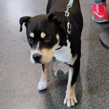 Mixed Breed Dogs Available for Adoption in Allentown, Pennsylvania - Romeo | PetCurious