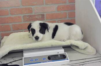 PUMBAA -  Staffordshire Bull Terrier and Mixed Breed Dog for Adoption in Houston, Texas - PUMBAA | PetCurious